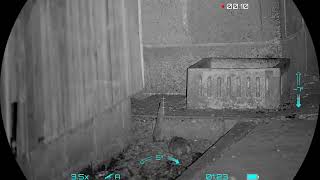 FARMYARD AND WASTE SITE RAT SHOOTING