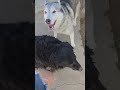Riley (CP) video