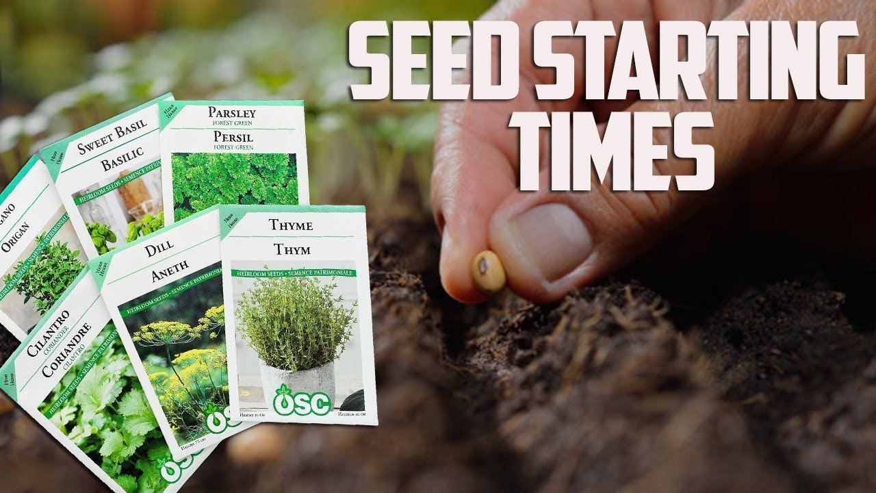 Seed Starting Times When To Start Seeds For Your Garden YouTube