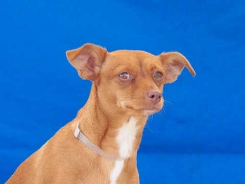 dog adoption mauritius A5104405 Luna | Dachshund/Basenji