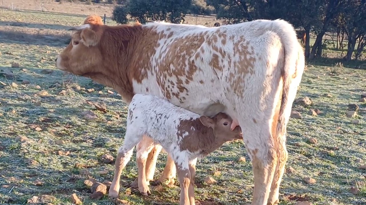 Hoy  os presento a Luchadora,este video va dedicado a mi padre y mi hermano,en agradecimiento 😊