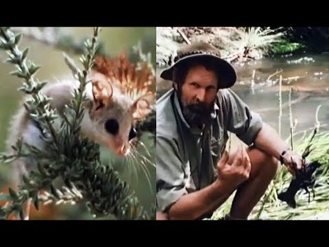 camera iphone 8 plus apk The Karri Forest - Harry Butler