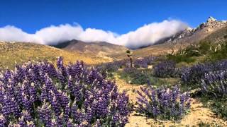 Mojave Desert Wildflower Bloom