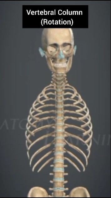 Vertebral Column Rotation #vertebralcolumn #shorts #viral - YouTube