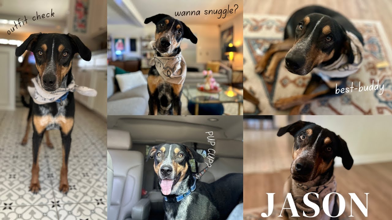 Jason, the italian race car of dogs - YouTube