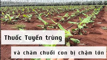 Tập2: Cách chăm cây chuối mô bị chậm lớn - thuốc tuyến trùng cho cây trồng 