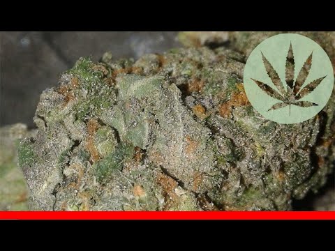 Bc Roadkill - All About This Strain