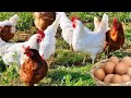 أفضل 5سلالات دجاج انتاجا للبيض السلالة الاخيرة سوف تصدمك 