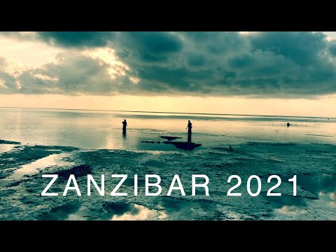 Video: Urogenitaalisen Skistosomioosin Eliminointi Zanzibarissa: Virtsasuodatuksen Tarkkuus Ja Hematuriareagenssinauhat Valon Voimakkuuden Diagnosoimiseksi Schistosoma Hematobium -infekti