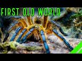 Top 10 BEST Beginner OLD WORLD Tarantulas for YOU!