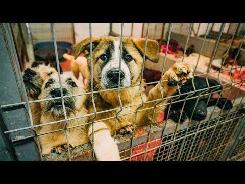Video: Wir dachten nie, dass Familienhunde für diese hohe Biss-Zählung verantwortlich wären