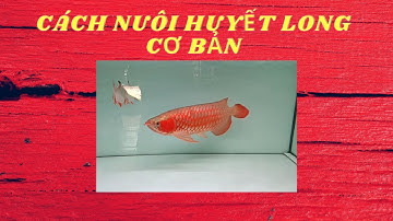 NUÔI CÁ RỒNG: CÁCH NUÔI HUYẾT LONG CƠ BẢN