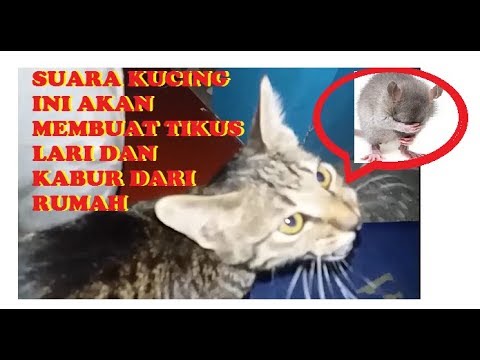 TIKUS DI RUMAH,GUDANG,DAN TOKO. AKAN LARI TERBIRIT BIRIT JIKA MENDENGAN SUARA KUCING INI TIKUS DI RUMAH,GUDANG,DAN TOKO. AKAN LARI TERBIRIT BIRIT JIKA MENDENGAN SUARA KUCING INI