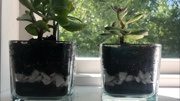 DIY Succulent Planter | Dollar Tree DIY