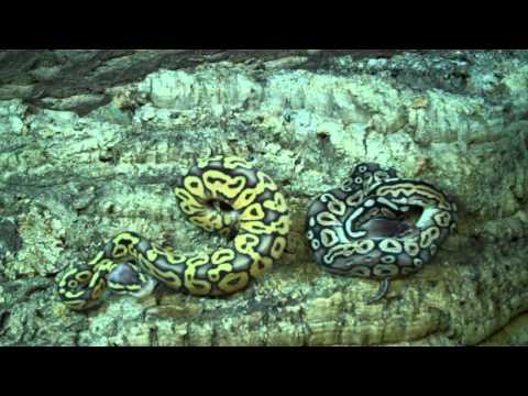 Sterling Ball Python Snake- the real deal!