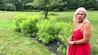 Proven Winners Quick Fire Fab Hydrangea Wedding Garden update