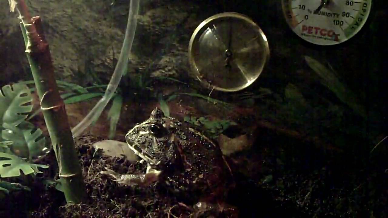 pacman vs thurman pacman frog eating
