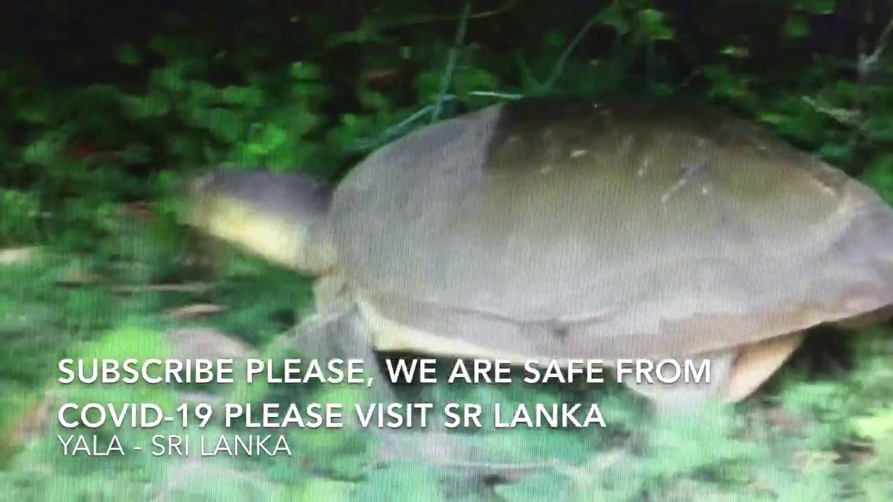 Yala-Sri Lanka 