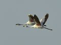 Flamencos de Ansenuza  Parina chica Phoenicoparrus jamesi      Córdoba     Birding