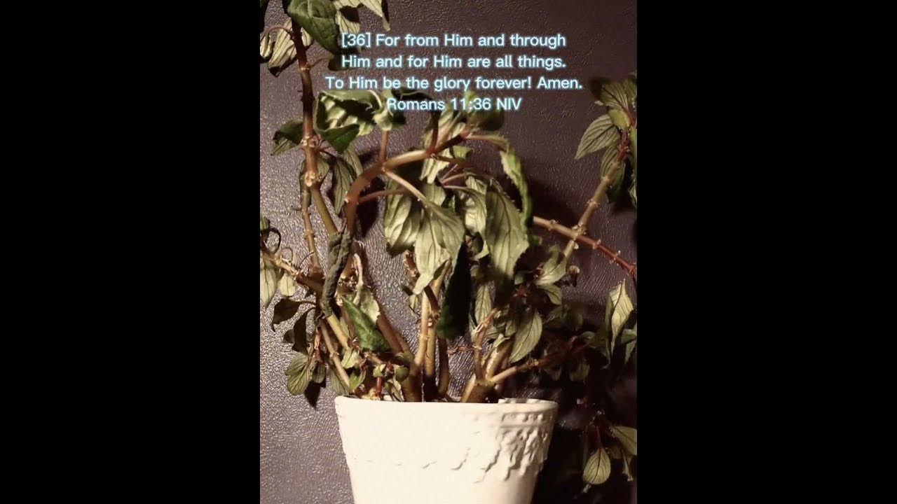 For From You Are All Things