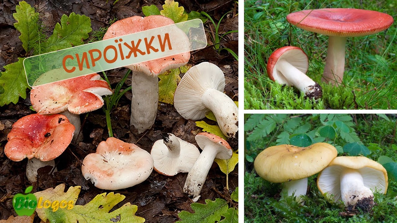 Сироїжки. Їстівні сироїжки