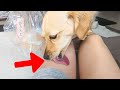 Owner feeding shrimp to a cute dog.【Dachshund dog】