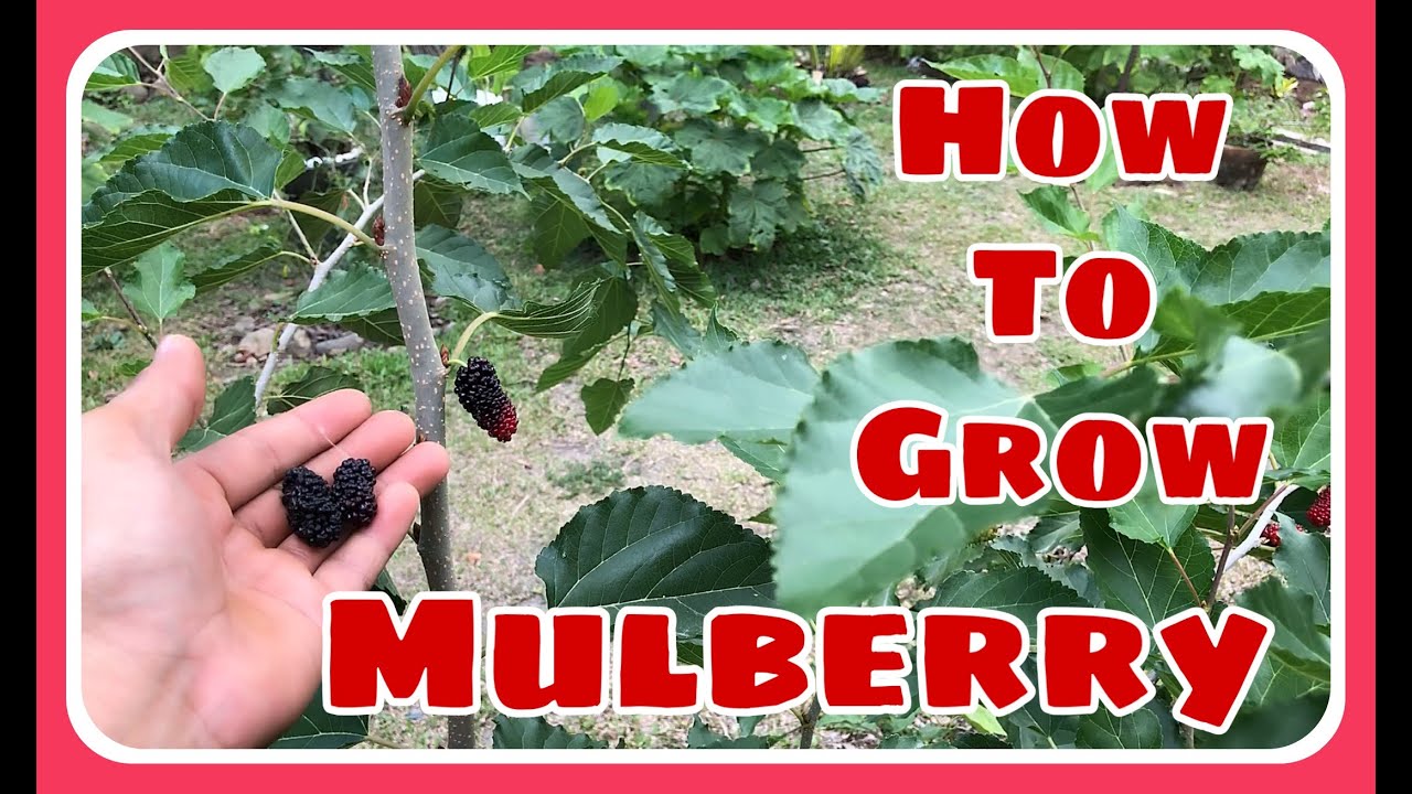 Paano Magtanim ng Mulberry