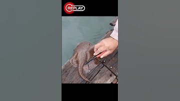 QUASE ACERTA A MÃO! golpe de arraia Castilho SP rio Paraná #shorts