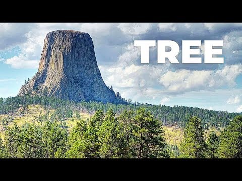 Video: Der höchste Baum der Welt ist der Riesen-Hyperion