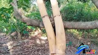Bambu Cabang 2 dan Manfaatnya