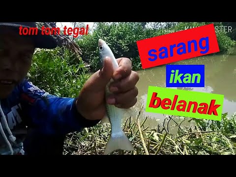 Mancing belanak umpan lumut sawah