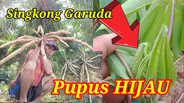 💥Review Singkong Garuda‼️Umur 4,5 Bulan.Tanpa Olah tanah