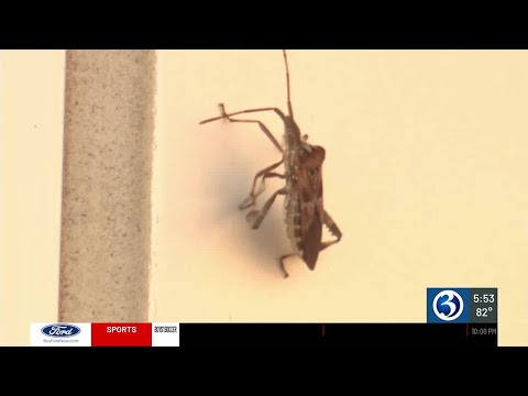 Why Are Stink Bugs On My Screens