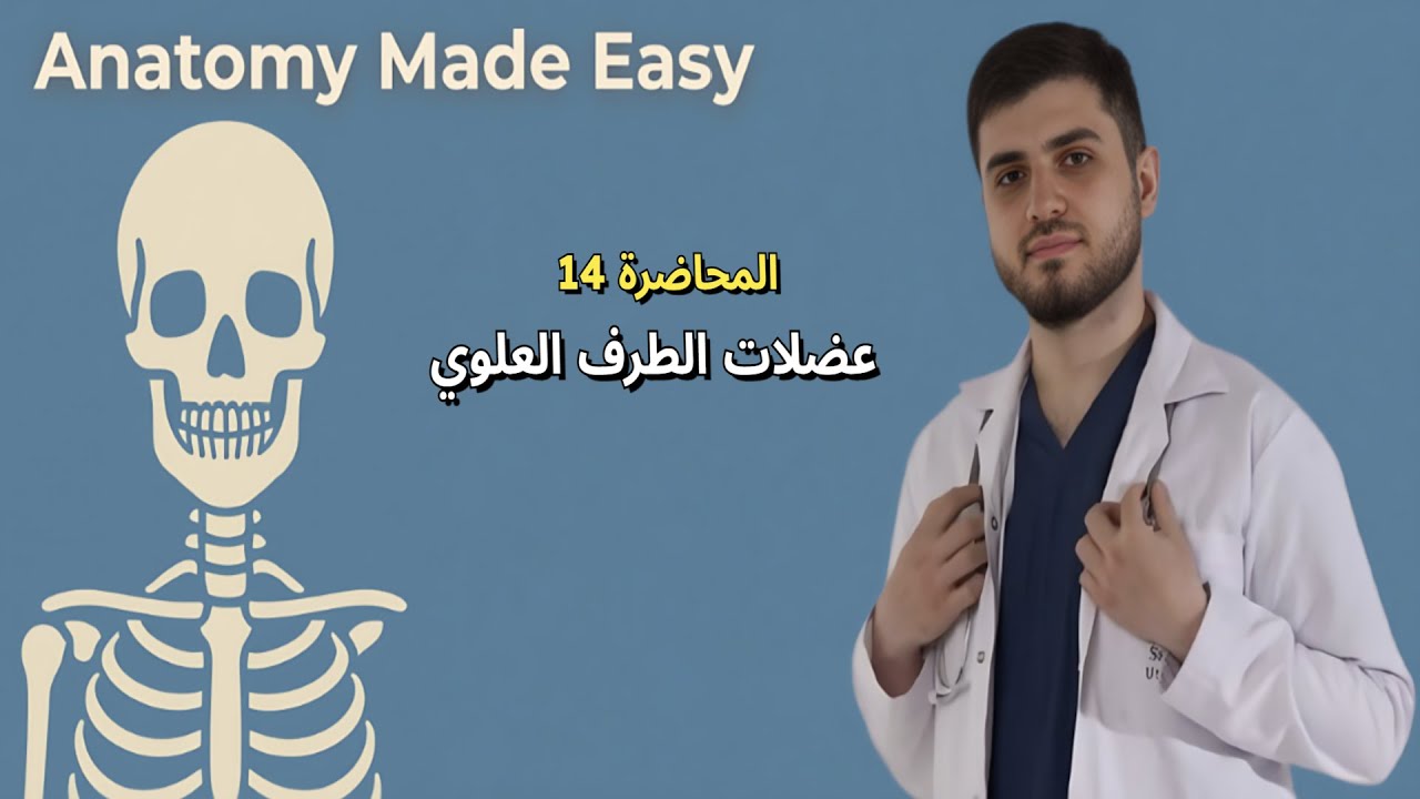 Upper Limb Muscles | عضلات الطرف العلوي– Anatomy Made Easy