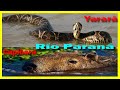 Carpinchos Cruzando el Río, Yarara, Vivora Nadando, Culebra Come Pescado | Río Paraná