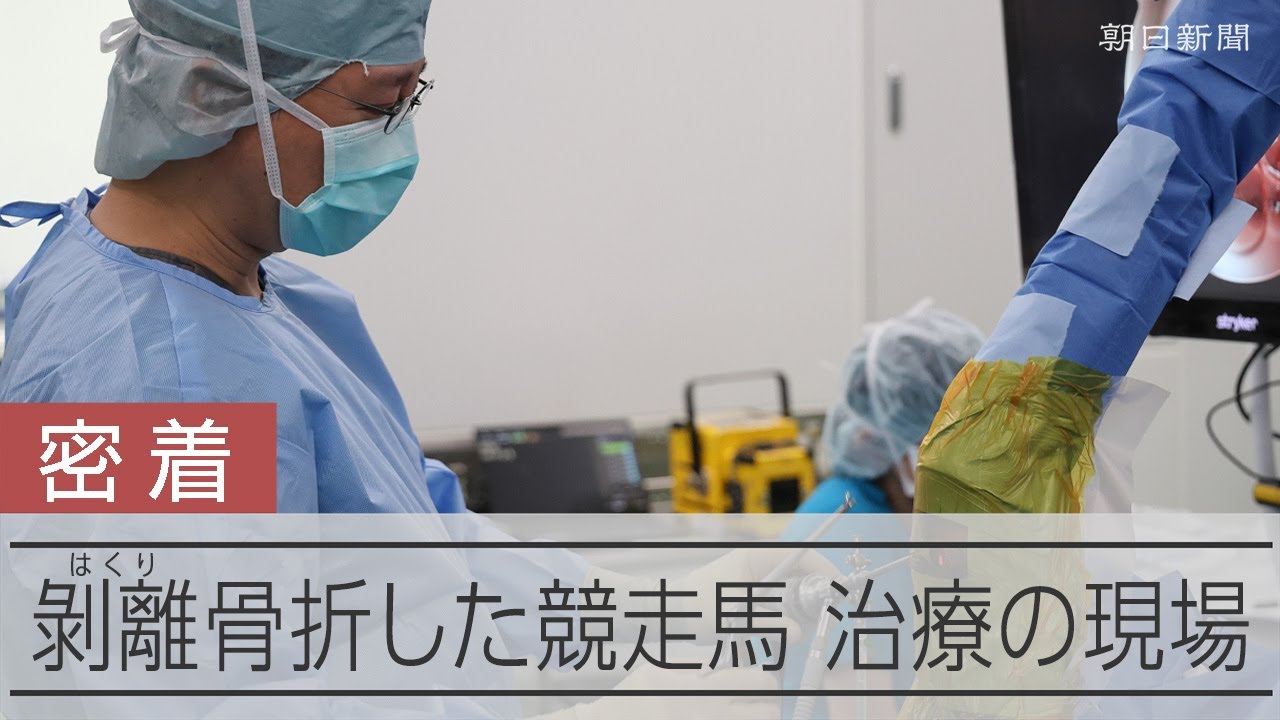 サラブレッド救うために「不屈の名馬」治した外科医