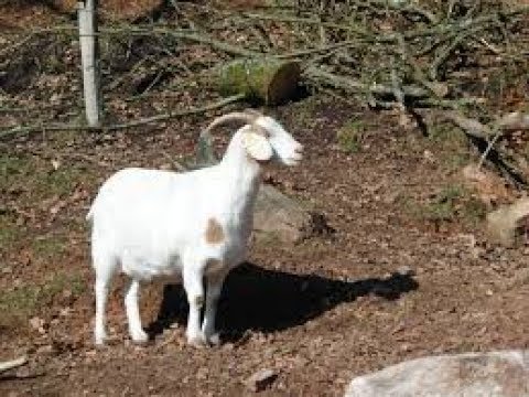 how to do goat farming chandanagar hyderabad