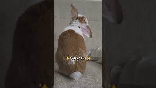 That’s basically the daily vibe around here when BAM BAM starts hoppin around the house 🐰🌿