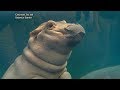 Meet the Cincinnati Zoo's viral social media star Fiona the hippo