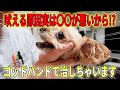 【犬の整体】吠える原因は◯◯が悪いから!?ゴッドハンドで治しちゃいます!!