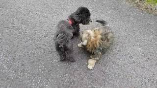 Two Russian Tsvetnaya Bolonka Doggies on a walk