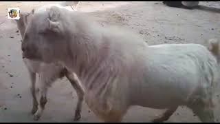 Funny Pakistani Goat