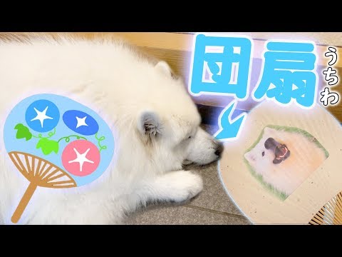 ウチワであおがれて寝ちゃうサモエドさくら
