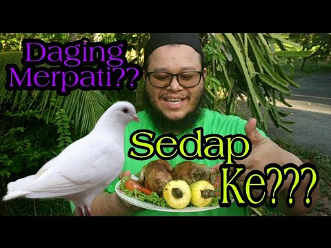 Video: Cara Menaikkan Merpati untuk Daging atau sebagai Binatang