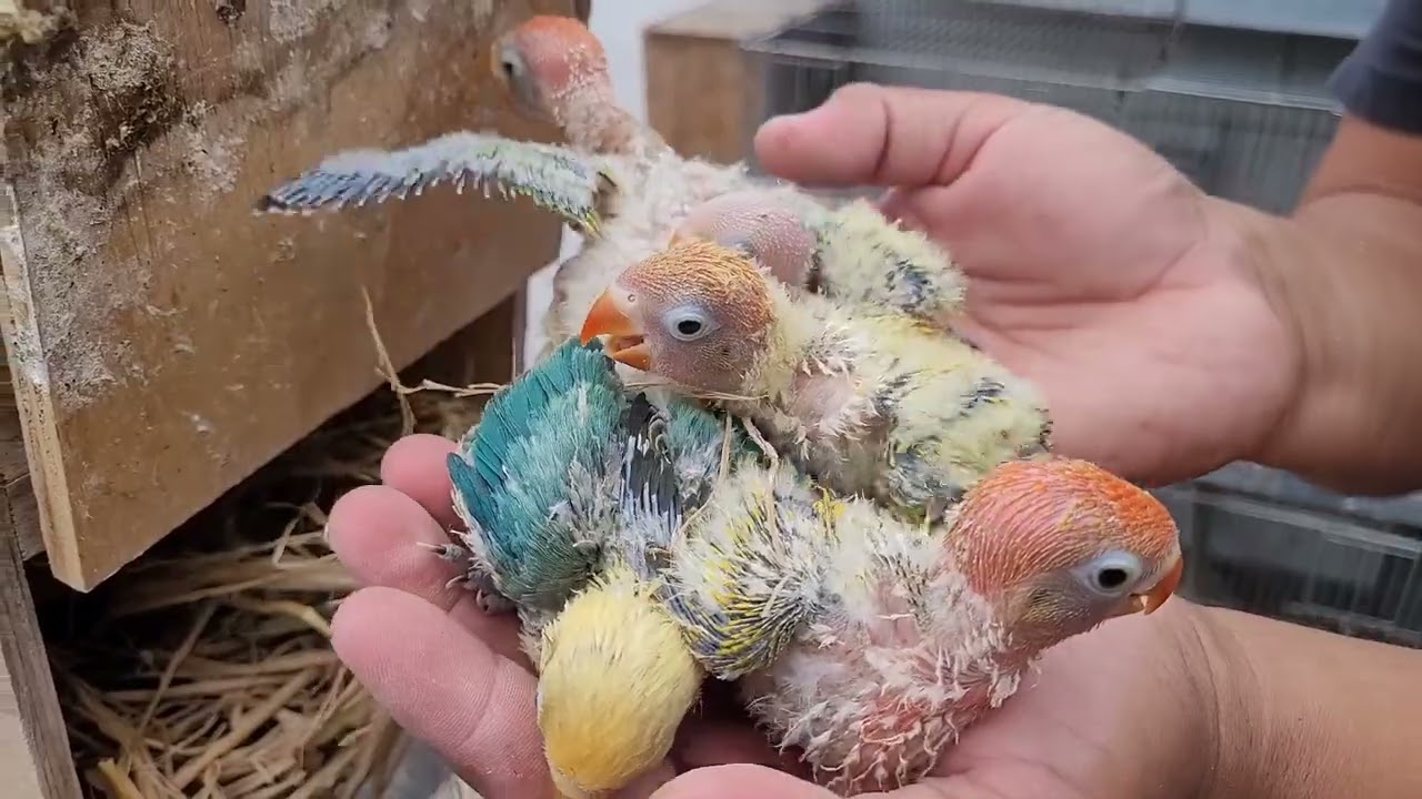 Agapornis Personatas en vuelo libre, una visita al aviario del amigo Luis Umeres