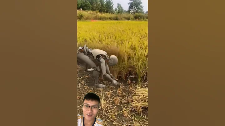 Robot Harvesting Rice: Is the Future of Agriculture Here? 🤖🌾