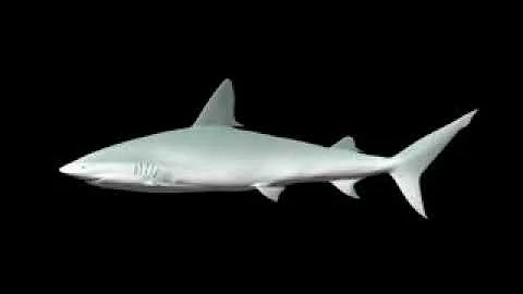 Hologram videos for 180 degrees screen t6 low1