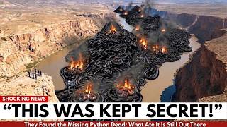 Florida Scientists Tracked Missing Pythons for 8 Months —What They Found the Killer, They Evacuated!