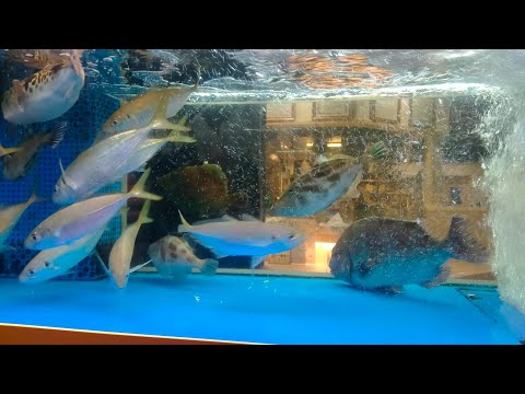 Different kinds of aquarium fish