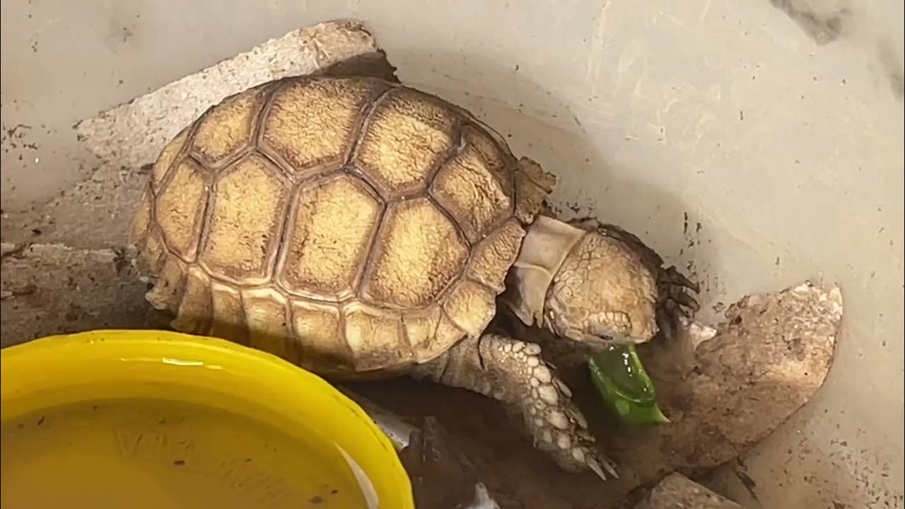 African baby tortoise is eating aloe vera leaf YouTube